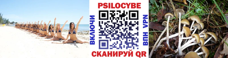 маркетплейс телеграм  где продают   Багратионовск  Галлюциногенные грибы Psilocybine cubensis 